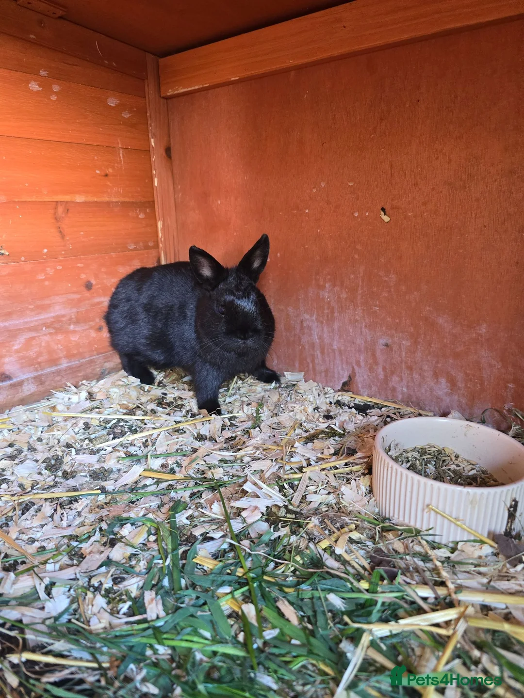 Netherland Dwarf rabbits for sale: Neatherland dwarf bucks in Llandeilo - Advert 8