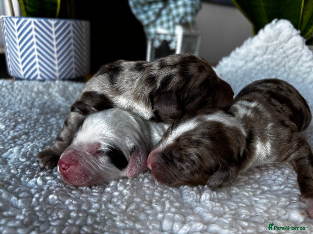 Sproodle dogs for sale: 🐾 Premium Sproodles - Merles & Stunning Parti 🐾 - Advert 4