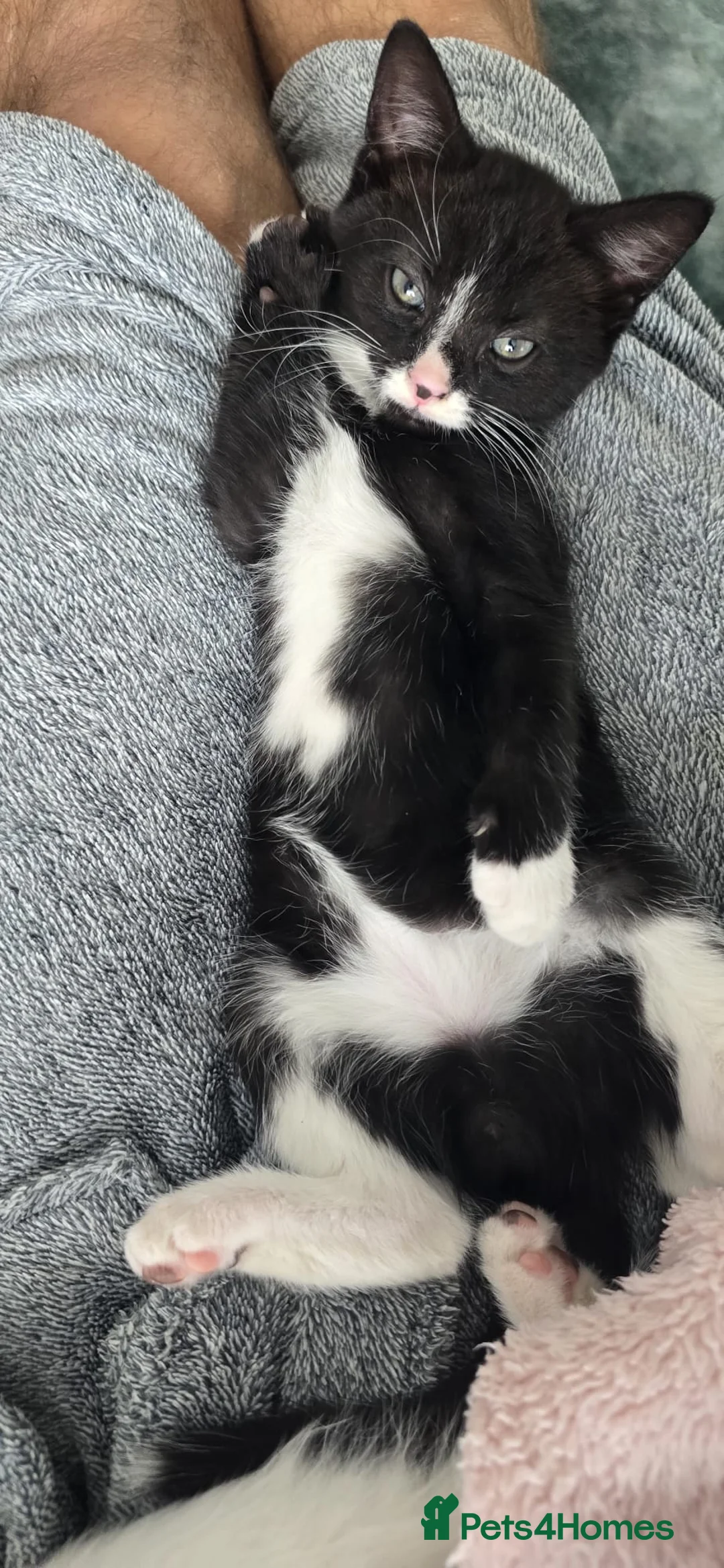 Turkish Angora cats for sale: boy kitten  in Wellingborough - Advert 1