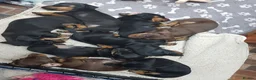 Dachshund dogs for sale: Beautiful short haired dachshund puppies for sale - Advert 8