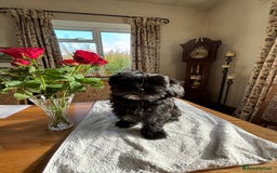 Mixed Breed dogs for sale: 2 Adorable Shorkie puppies  - Image 5