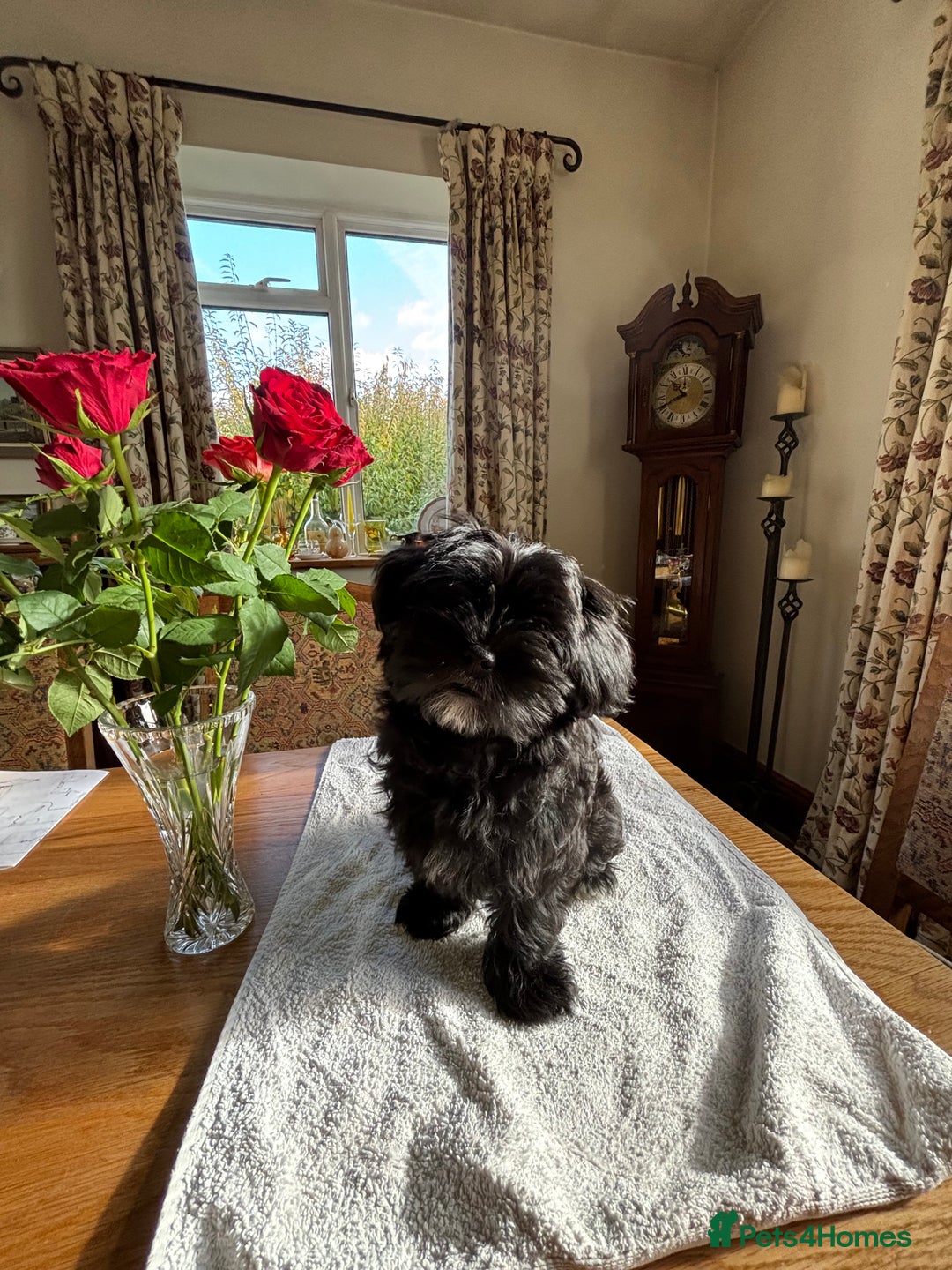 Mixed Breed dogs for sale: 2 Adorable Shorkie puppies  - Image 5