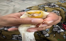 Canaries birds for sale: Adorable Omelette Male Canary - Image 7