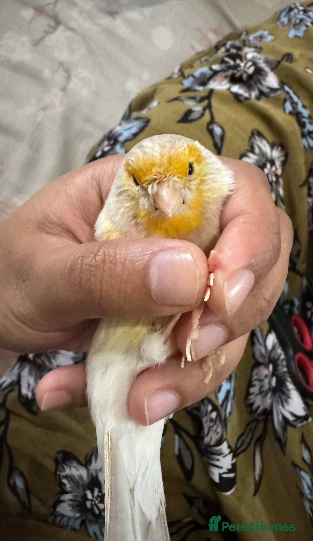 Canaries birds for sale: Adorable Omelette Male Canary - Image 7