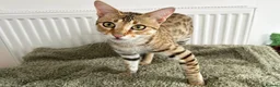 Savannah cats for sale: Beautiful Golden Savannah Girl Scampi - Advert 4
