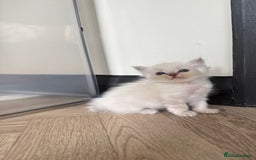 Ragdoll cats for sale: 🐾 Ragdoll kittens - ONE MALE TWO FEMALE LEFT 🐾 - Image 29
