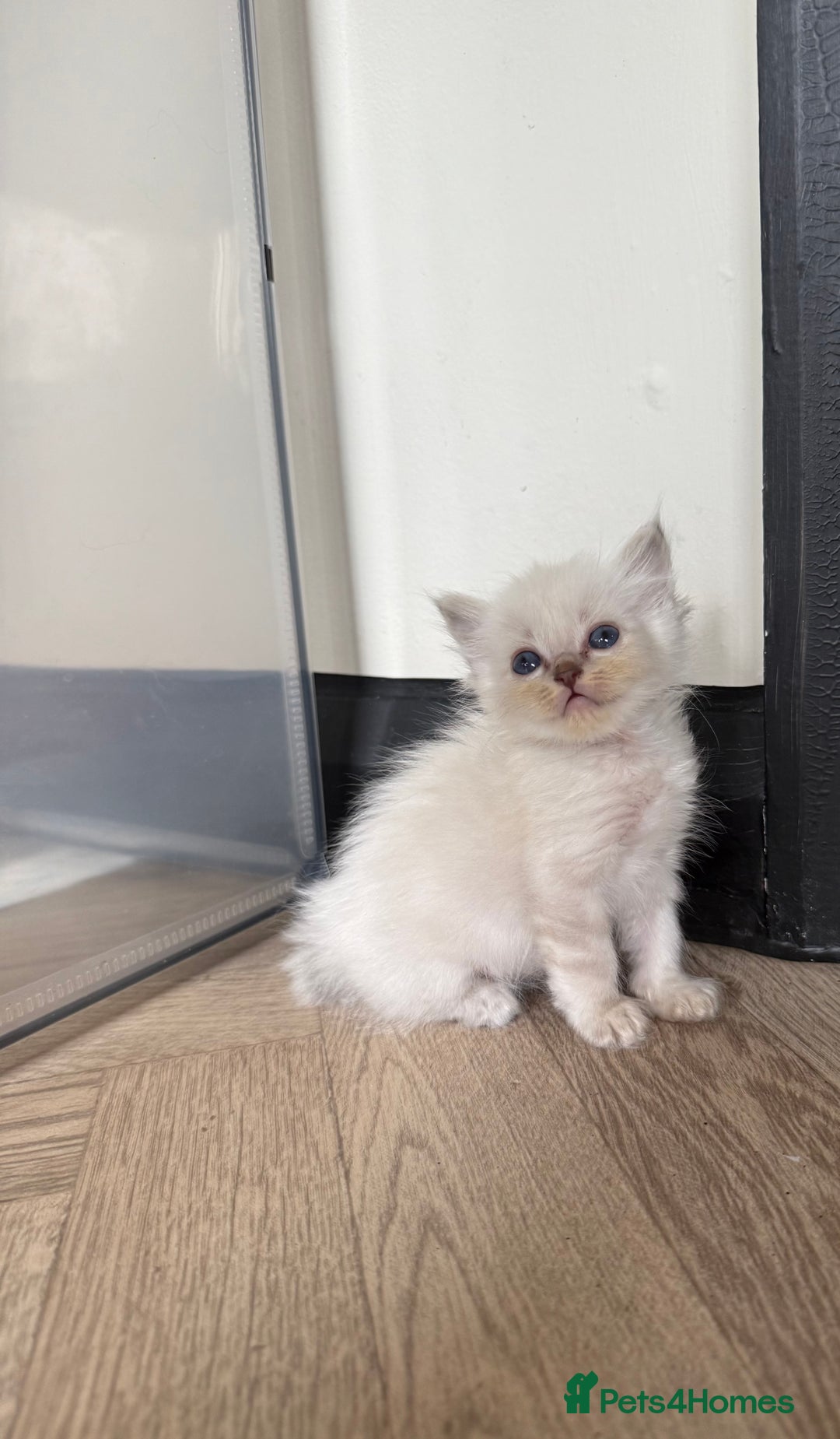 Ragdoll cats for sale: 🐾 Ragdoll kittens - ONE MALE TWO FEMALE LEFT 🐾 - Image 29