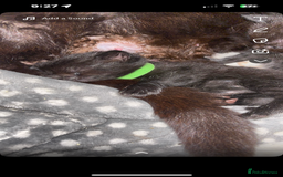 British Longhair cats for sale: British longhair cross ragdoll kittens for sale! - Image 7