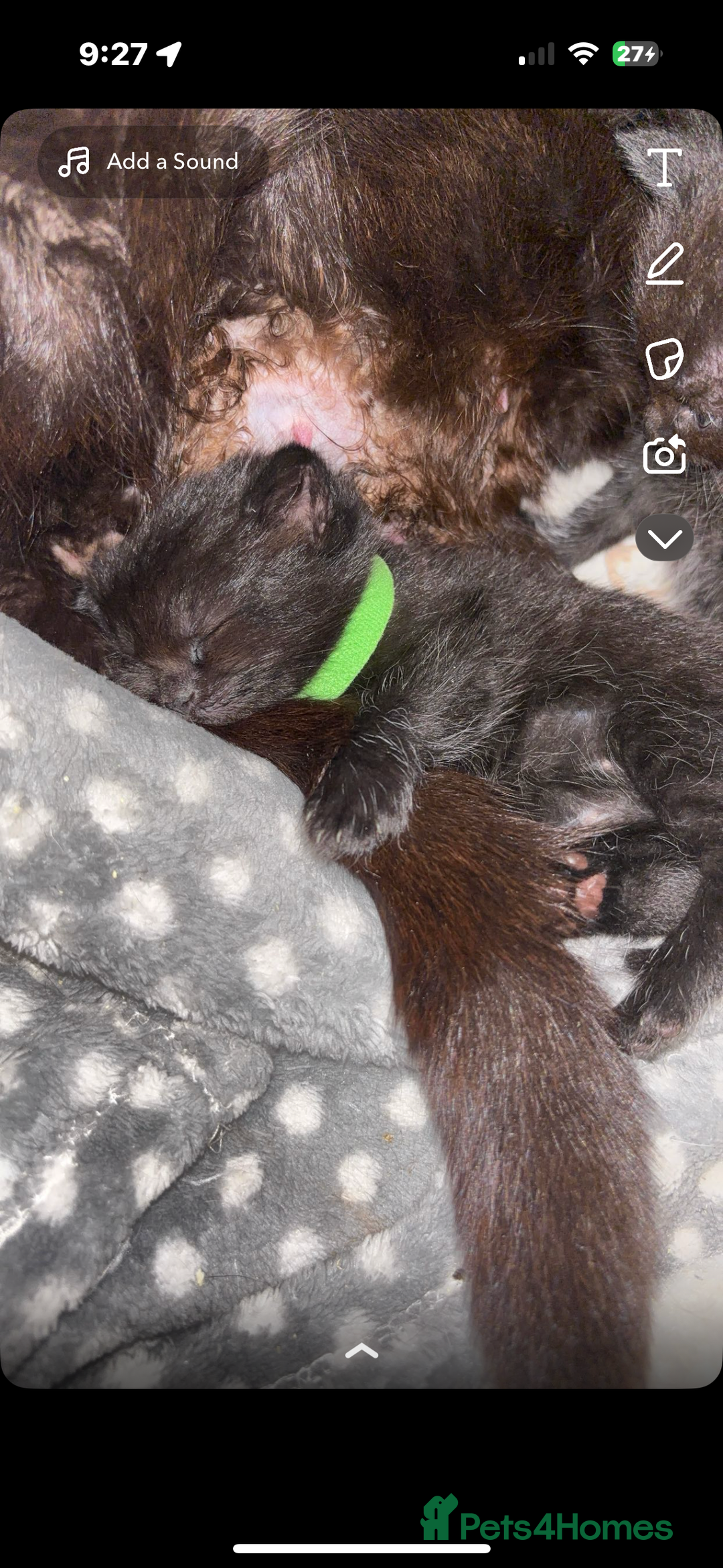 British Longhair cats for sale: British longhair cross ragdoll kittens for sale! - Image 7