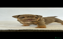 English Bulldog dogs for sale: KC registered English bulldog puppies - Image 6