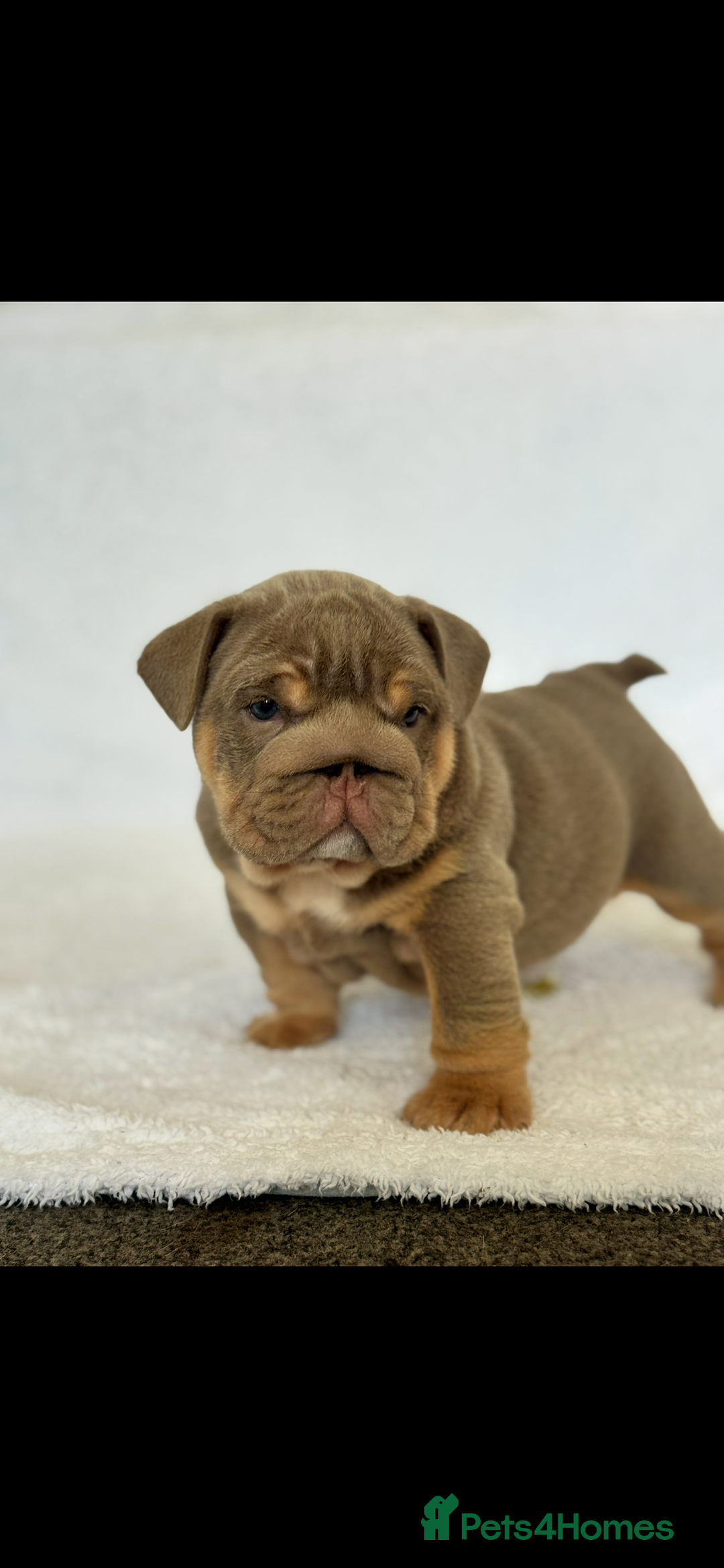 English Bulldog dogs for sale: KC registered English bulldog puppies - Image 6