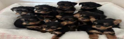 Yorkshire Terrier dogs for sale: Adorable Yorkshire Terrier Puppies 8 girls&1 boy.  - Advert 22