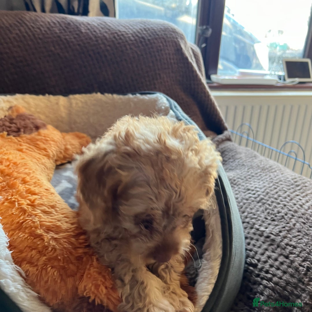 Mixed Breed dogs for sale: F1b Australian Labradoodle  - Advert 30