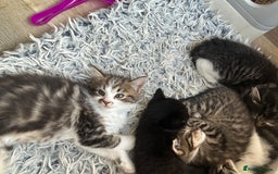 British Longhair cats for sale: Gorgeous Long Hair Tabby's - Ready 25/10/25 - Image 11