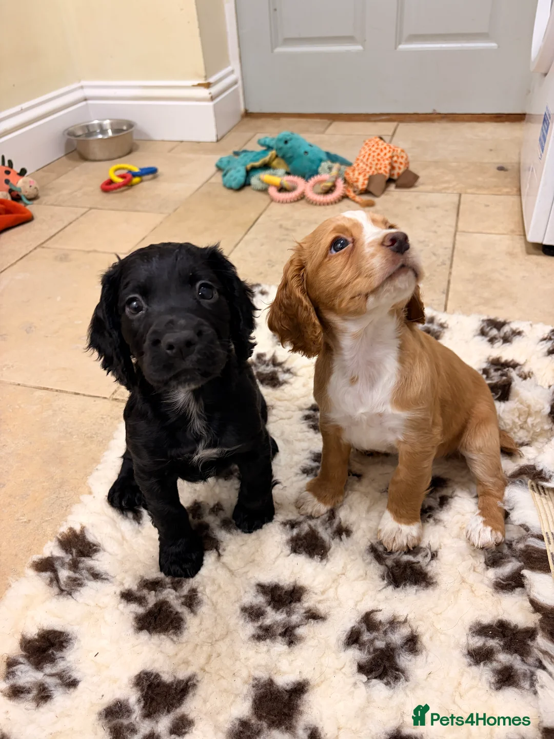 Cocker Spaniel dogs for sale: Black dog & black bitch  - Advert 6
