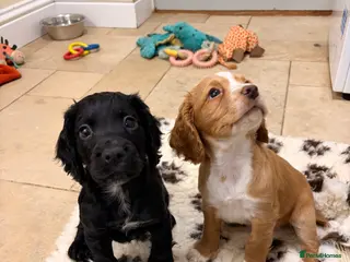 Cocker Spaniel dogs Last black bitch - Advert 7