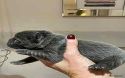 Chow Chow dogs for sale: Stunning kc chow chow  - Advert 5