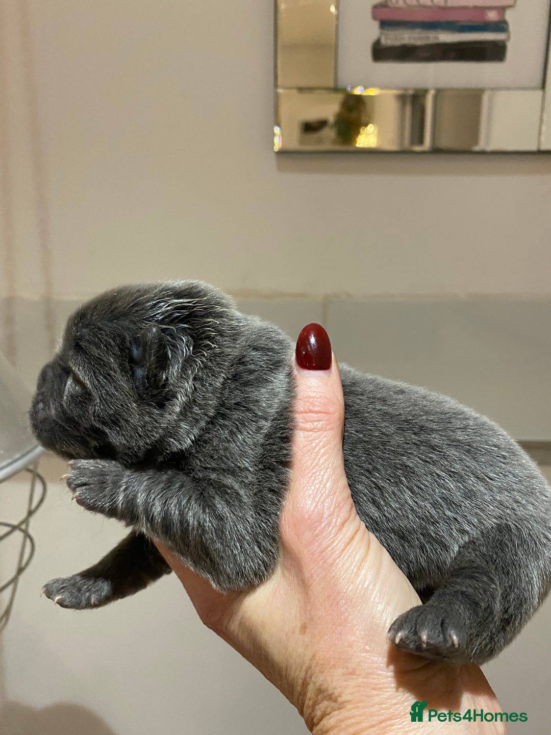 Chow Chow dogs for sale: Stunning kc chow chow  - Advert 5