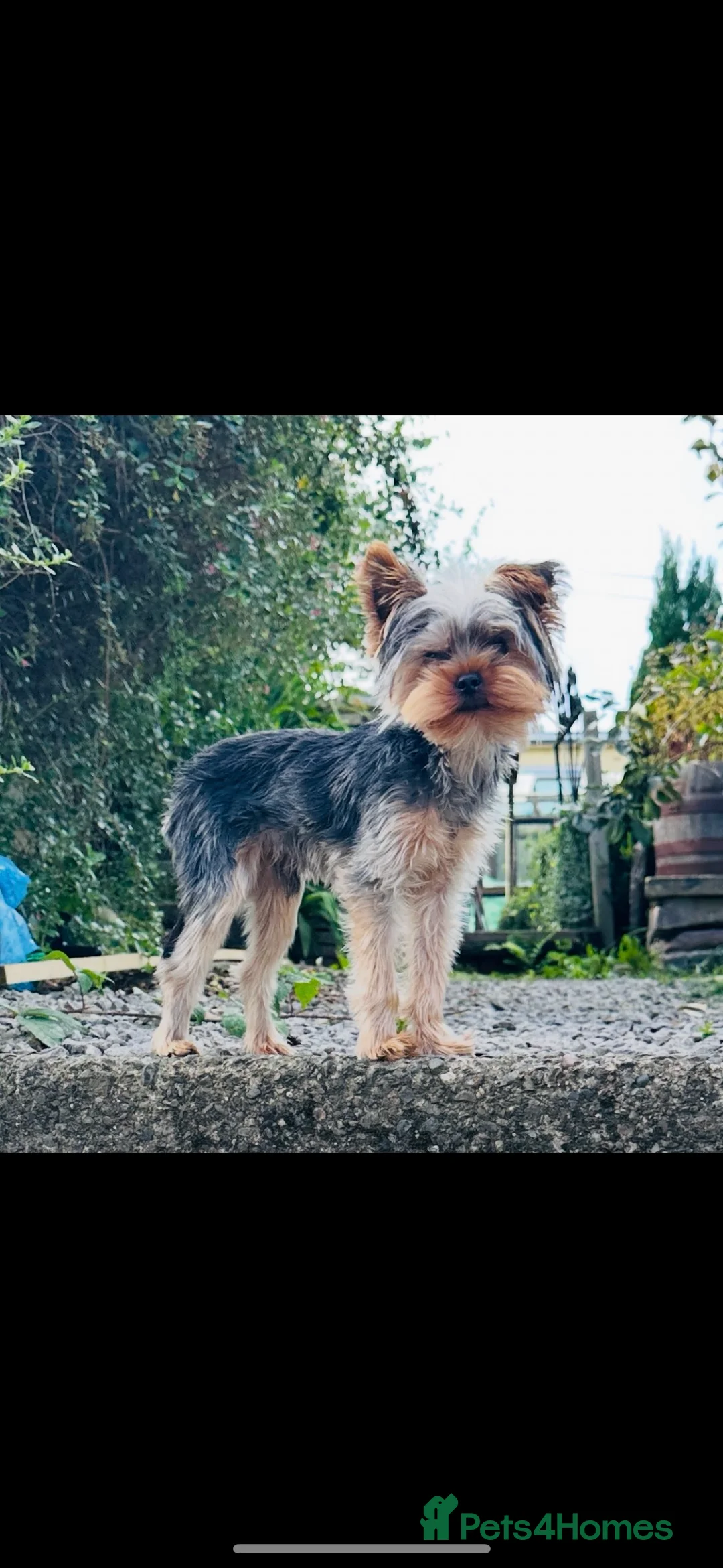 Yorkshire Terrier dogs for stud: FOR STUD KC registered Yorkshire Terrier - Advert 1