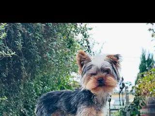 Yorkshire Terrier dogs FOR STUD KC registered Yorkshire Terrier - Advert 6