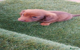 Miniature Dachshund dogs for sale: Daschund  - Image 5