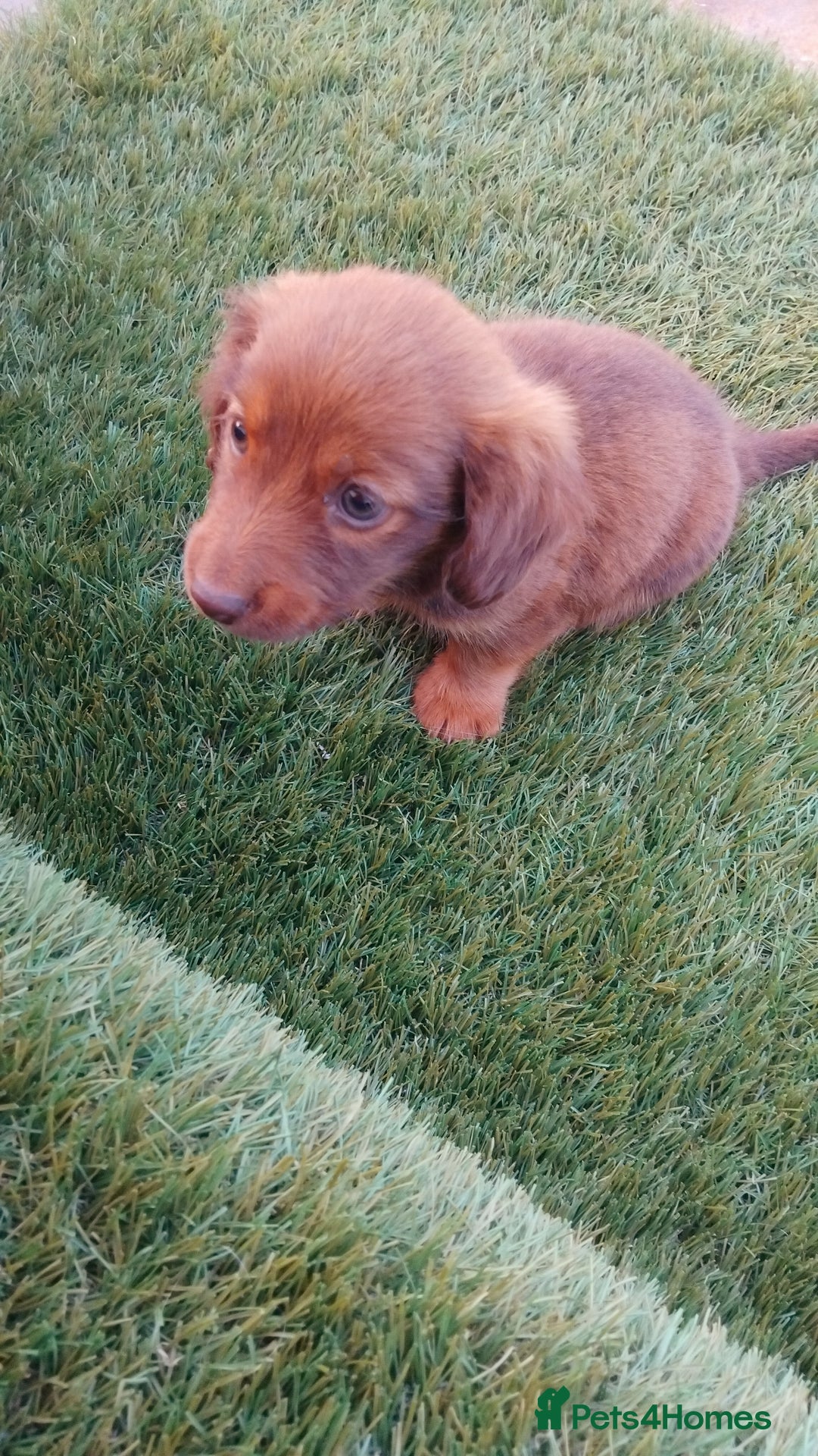 Miniature Dachshund dogs for sale: Daschund  - Image 5