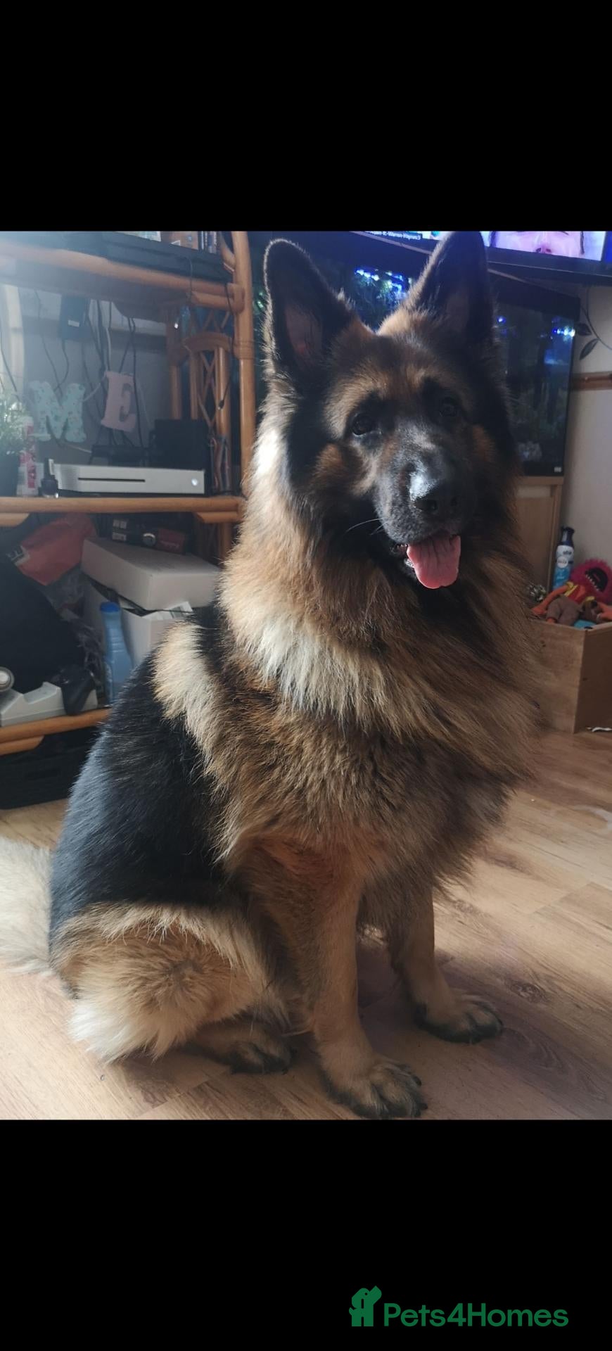 German Shepherd dogs German shepherd need a loving home - Advert 2