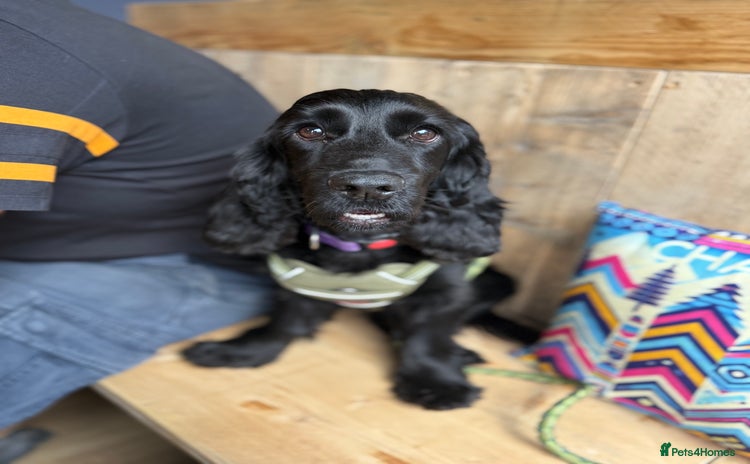 Cocker Spaniel dogs - Advert 1