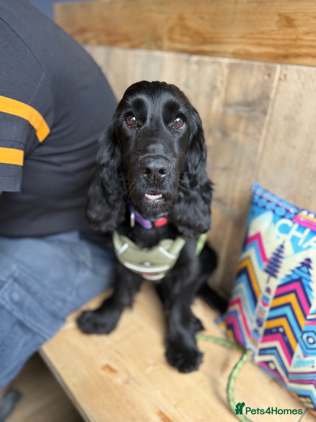 Cocker Spaniel dogs for sale: Female Show Cocker Spaniel for rehoming - Image 1