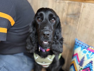 Cocker Spaniel dogs - Advert 19