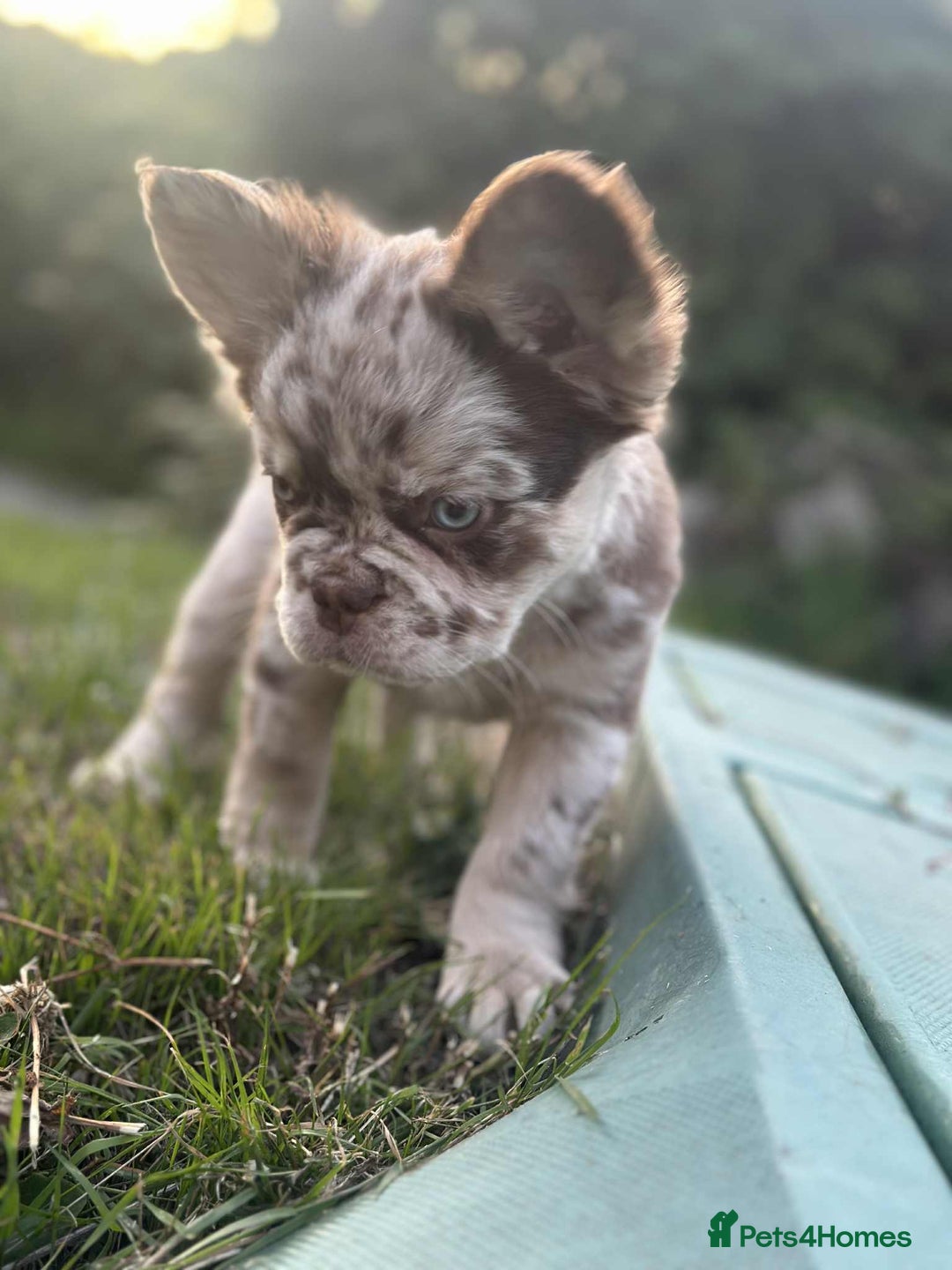 French Bulldog dogs for sale: Fluffy Frenchie Merle / Rojo & Tan REDUCED📥 - Image 4