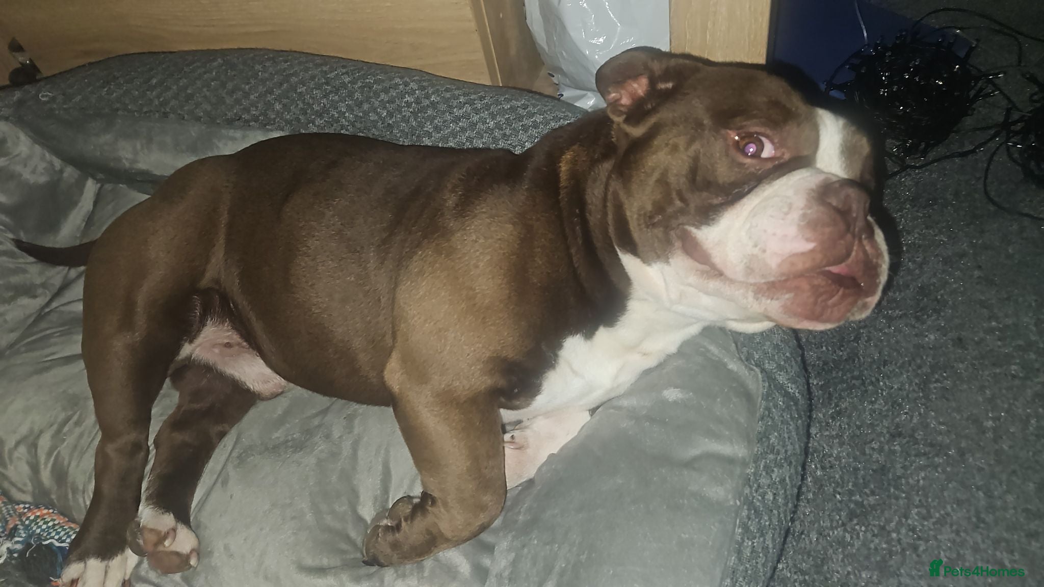American Bully dogs Exotic pocket bully  - Advert 2