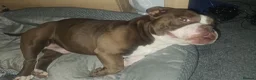 American Bully dogs for sale: Exotic pocket bully  in Sudbury - Advert 1