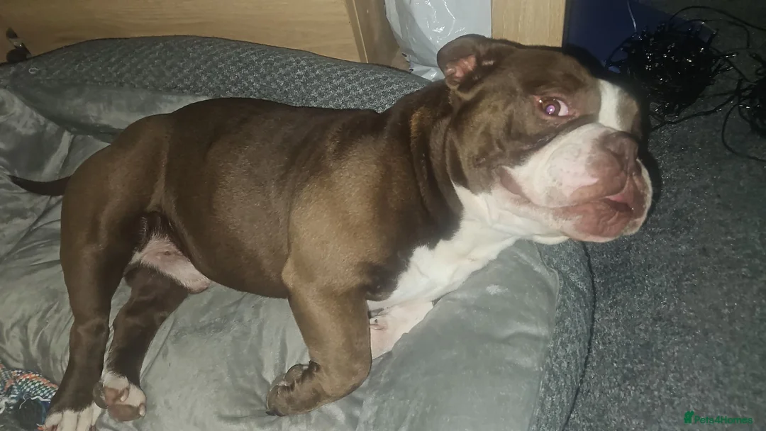 American Bully dogs for sale: Exotic pocket bully  in Sudbury - Advert 1