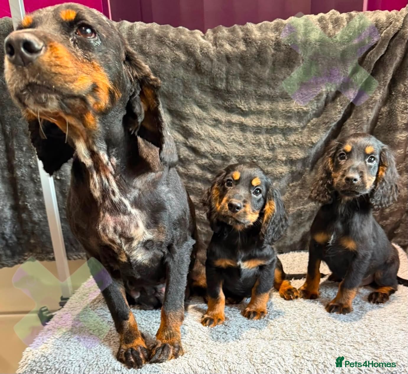 Cocker Spaniel dogs KC BLACK AND TAN boys 17 dna health tested clear  - Advert 2