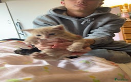 Mixed Breed cats for sale: Mixed breed fluffy kittens.  - Image 8