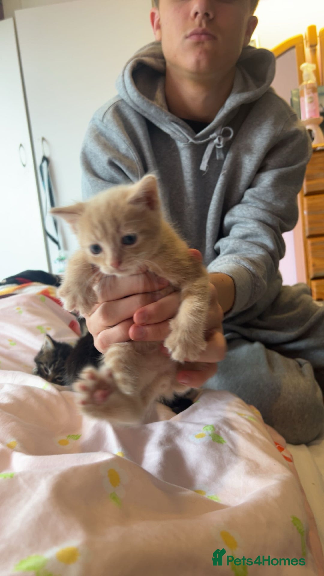 Mixed Breed cats for sale: Mixed breed fluffy kittens.  - Image 8