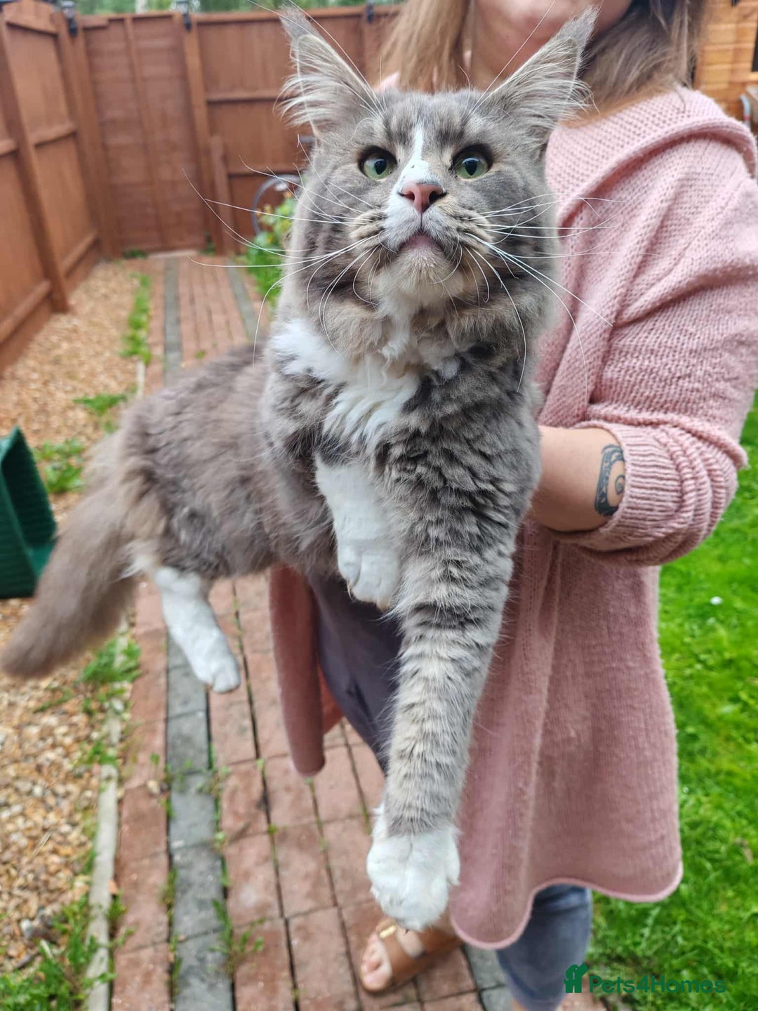 Maine Coon cats for sale: Handsome Blue Tabby with White Boy🐾 - Image 1