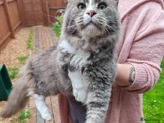 Maine Coon cats - Advert 25