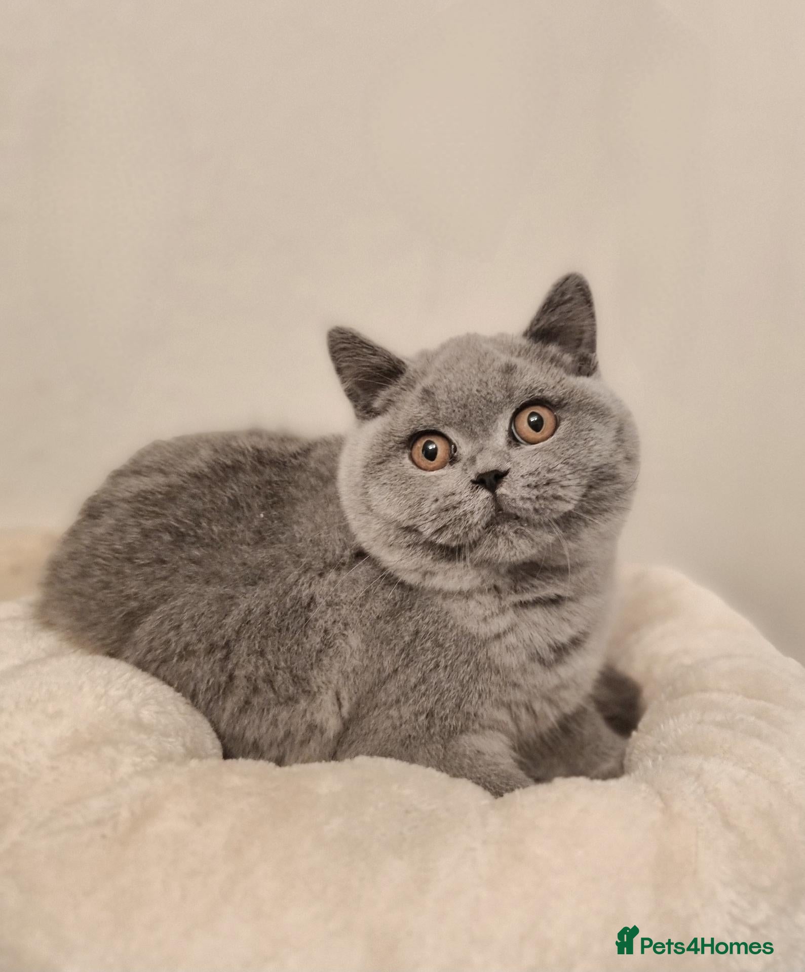 British Shorthair cats Beautiful Blue Male Kitten Neutered - Advert 2