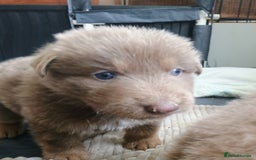 German Shepherd dogs for sale: ISABELLA GERMAN SHEPHERD 🌟 3 PUPS REMAINING 🌟 - Image 19