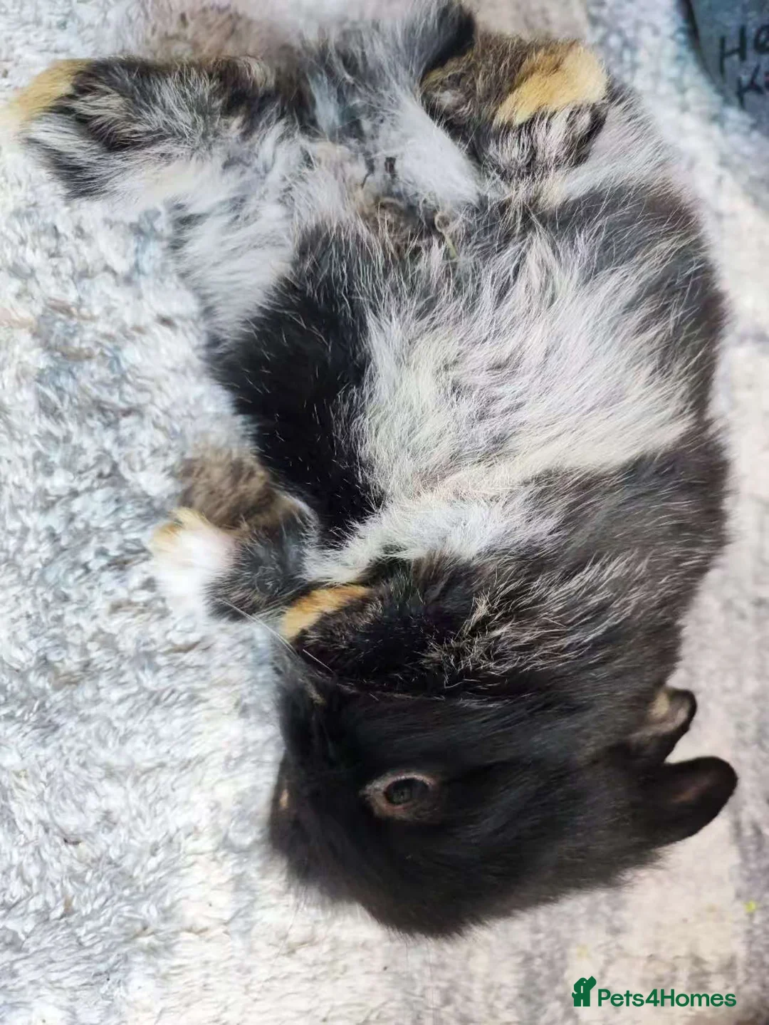 Mixed Breed rabbits for sale: A cute little rabbit - Advert 9