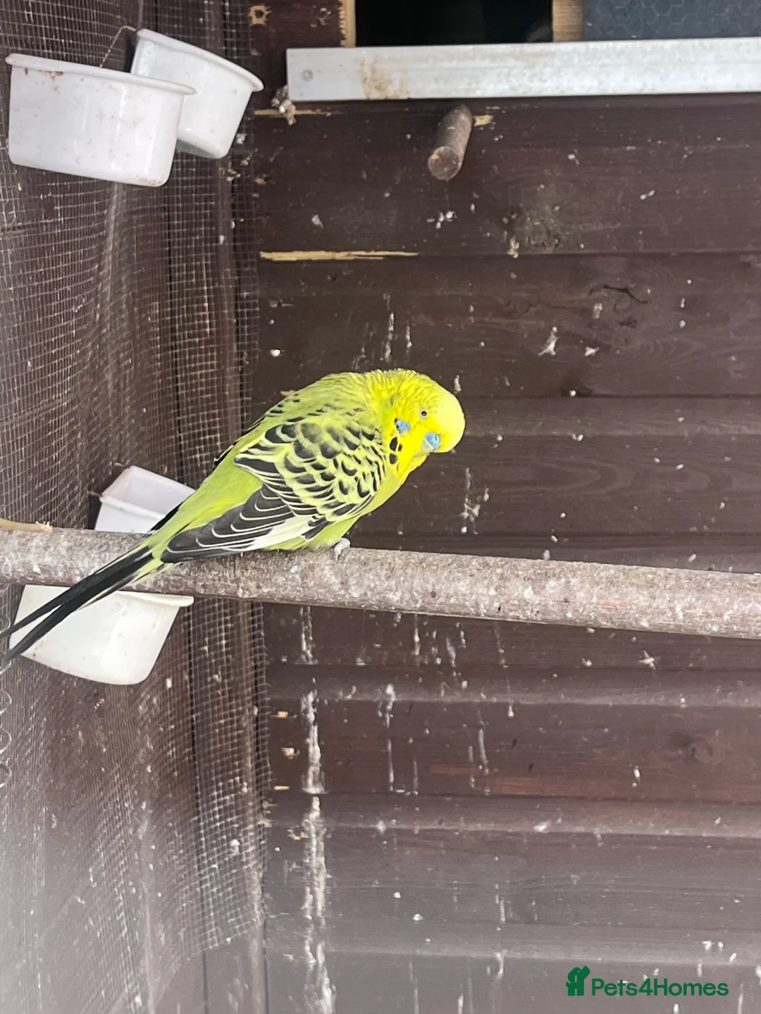 Budgerigars birds for sale: Budgies in Rotherham - Advert 1
