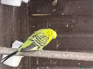 Budgerigars birds Budgies - Advert 1