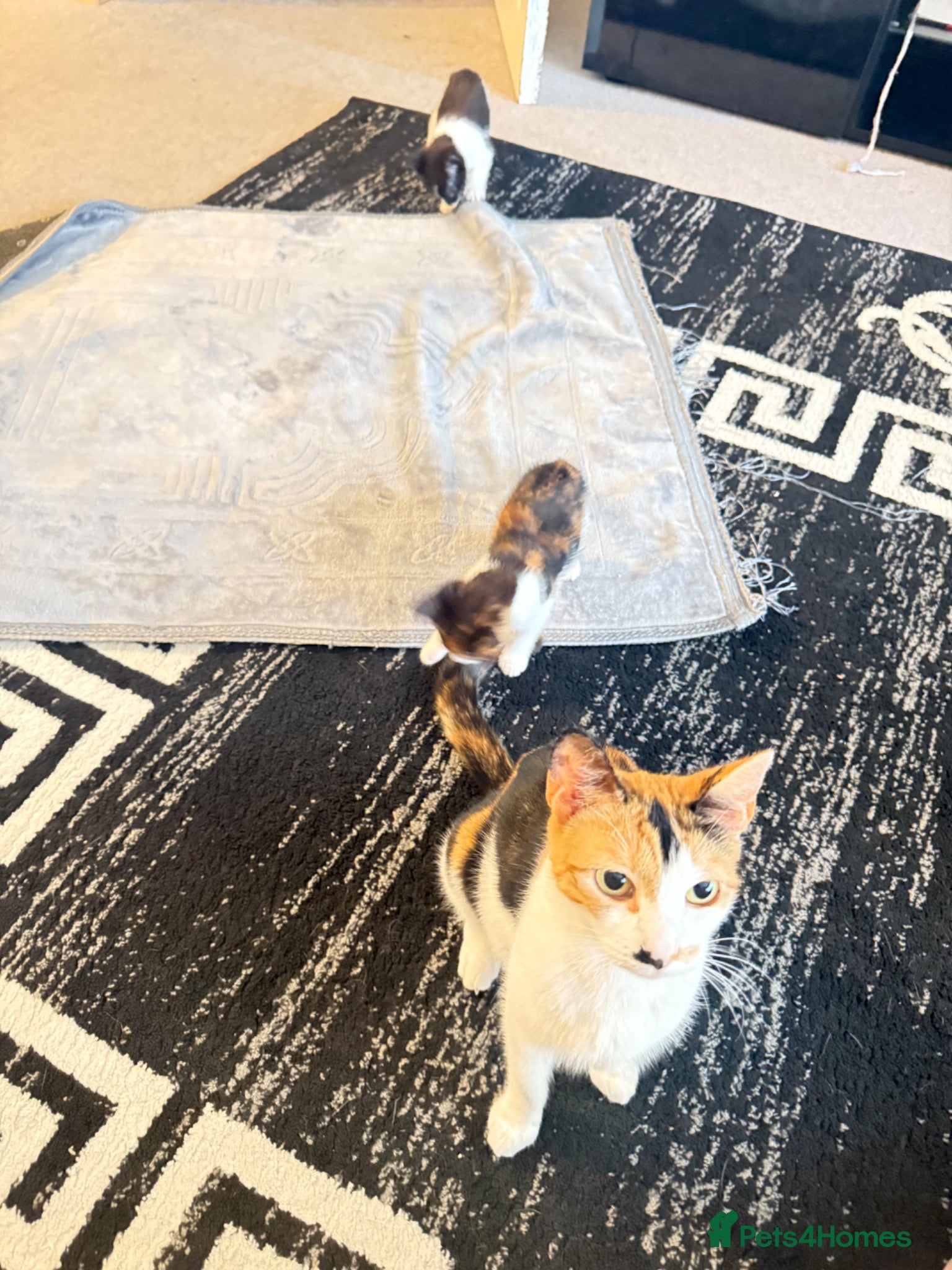 Mixed Breed cats 3 kittens left  - Advert 3