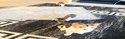 Mixed Breed cats for sale: 3 kittens left  - Advert 1