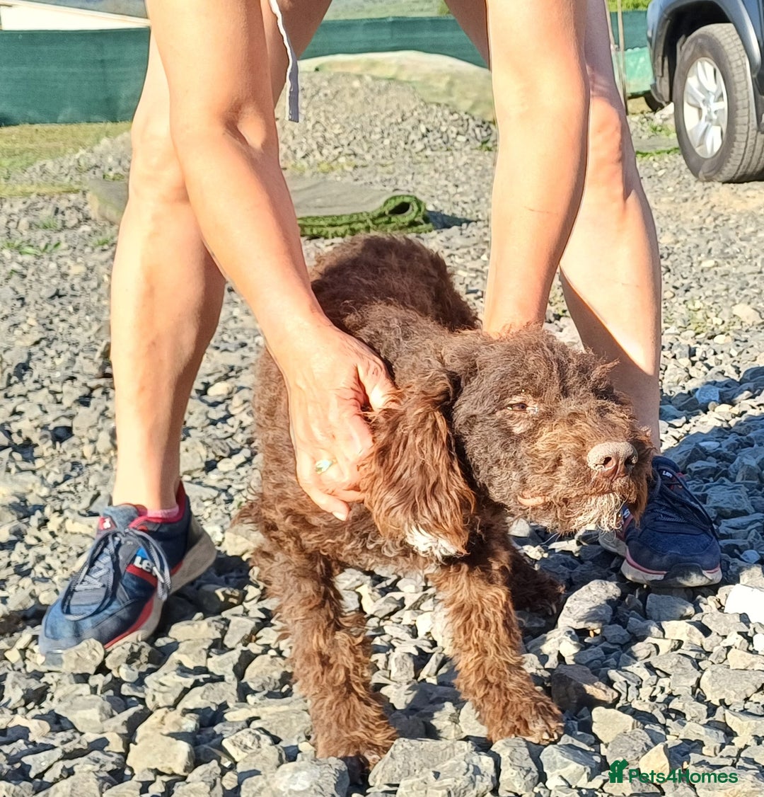 Lagotto Romagnolo dogs for adoption: DOMINO, a superb Lagotto Boy - for a Loving Home in Nottingham - Image 7