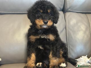 Bernedoodle dogs F1 STANDARD BERNADOODLE VACCINATED FULL VET CHECK - Advert 3