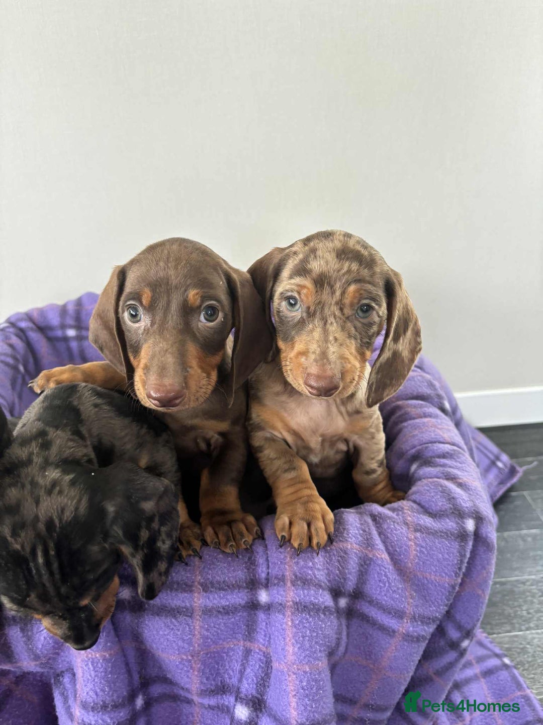 Dachshund dogs for sale: Dachshund puppy’s  - Image 10