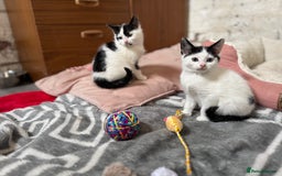 Domestic Shorthair cats for sale: Adorable Kittens Looking for a Loving Home, 🏡 - Image 3